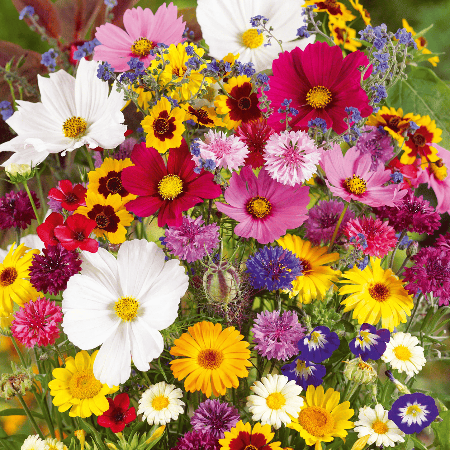 💝Mixed Wild Perennial Flowers Seeds-Over 60 Kinds Mixed