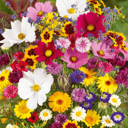 💝Mixed Wild Perennial Flowers Seeds-Over 60 Kinds Mixed