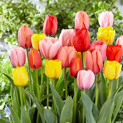 😍Chikalabs Garden Decor Artificial Tulips Flowers