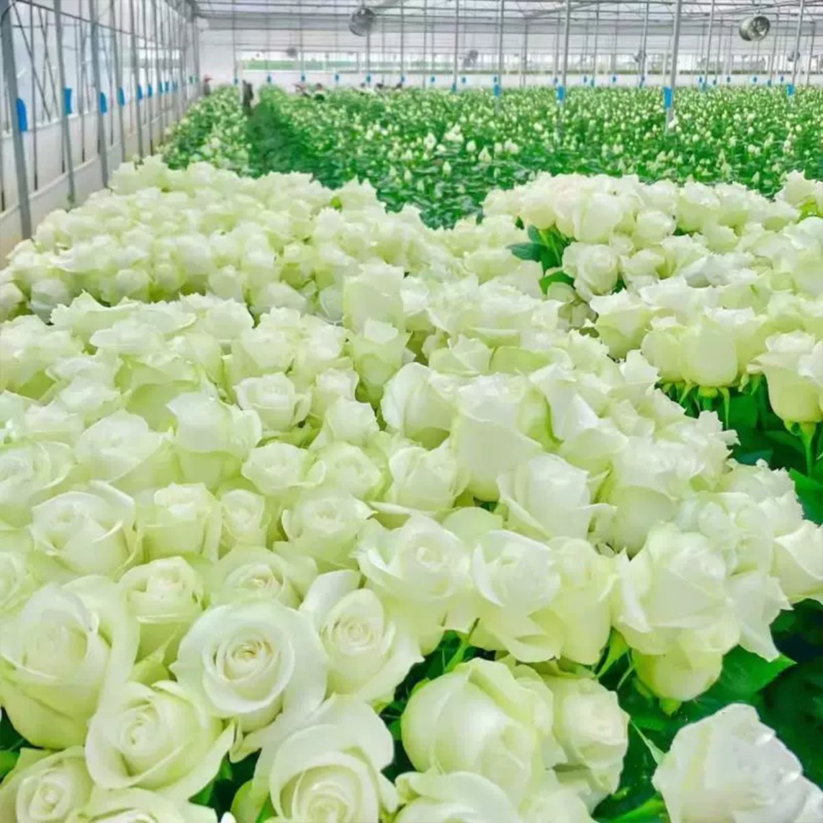 🔥🌺True Colorful Flowers Climbing Rose Seeds