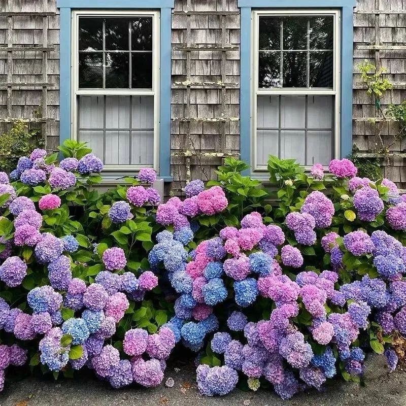 💥Chikalabs Outdoor Garden Decor Artificial Hydrangea Flowers💐