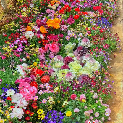 💝Mixed Wild Perennial Flowers Seeds-Over 60 Kinds Mixed