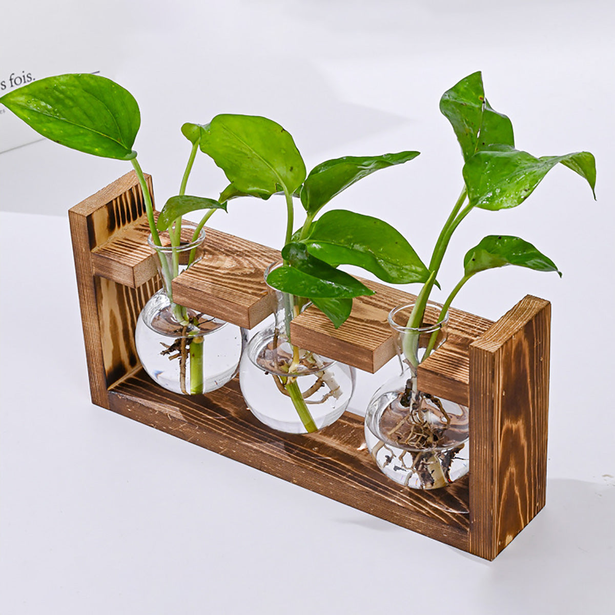 Chikalabs Plant Propagation Stations Glass Terrarium
