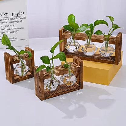 Chikalabs Plant Propagation Stations Glass Terrarium