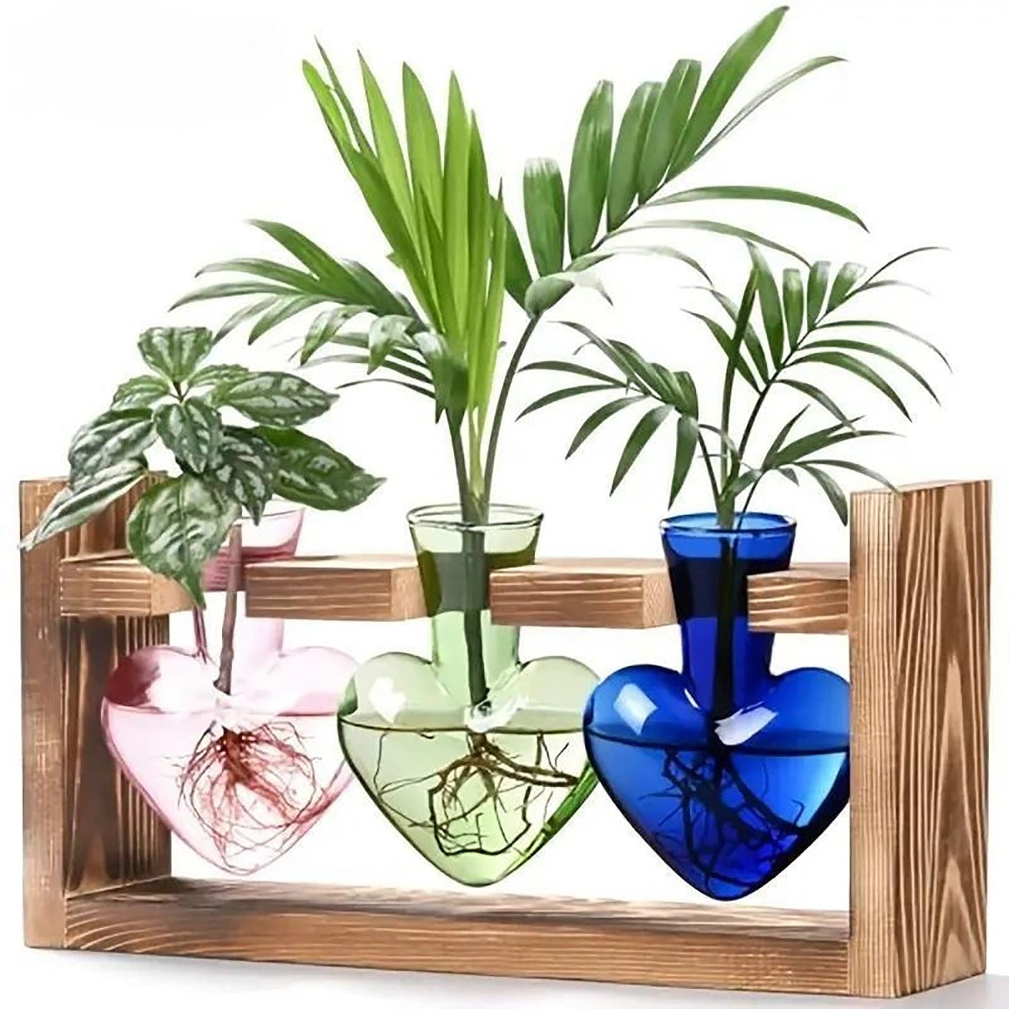 Chikalabs Colorful Plant Propagation Stations Glass Terrarium