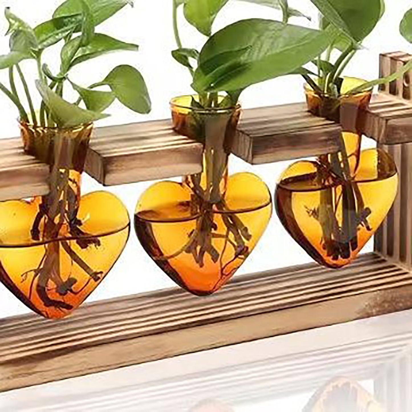 Chikalabs Brown Heart Plant Propagation Stations Glass Terrarium