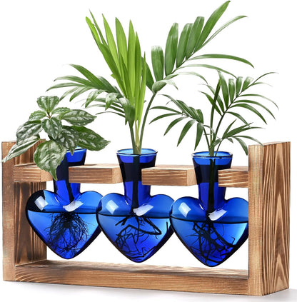 Chikalabs Colorful Plant Propagation Stations Glass Terrarium
