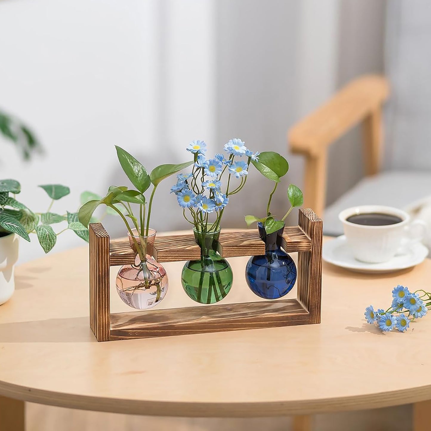 Chikalabs Colorful Plant Propagation Stations Glass Terrarium