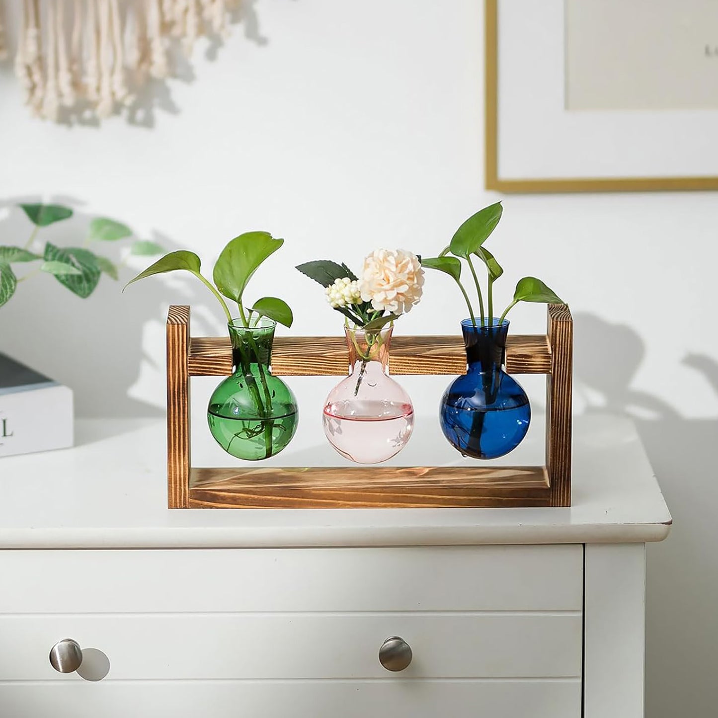 Chikalabs Round Bottle Plant Propagation Stations Glass Terrarium